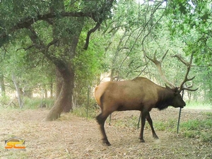 2015 SC2 Outdoors Trail Camera Photo of 